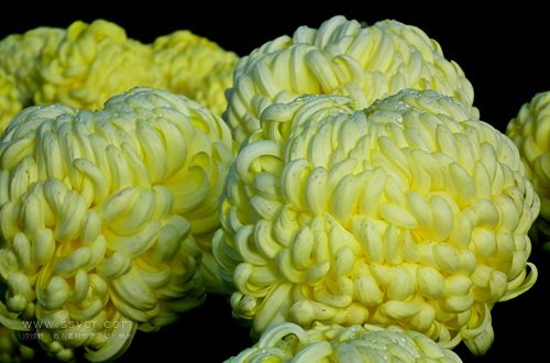 一朵菊花開出七種顏色？用手持氣象站促進(jìn)菊花的種植